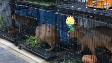 Capybaras小笼子里市场可爱的Capybaras被困小笼子里宠物部分查图恰克市场曼谷泰国